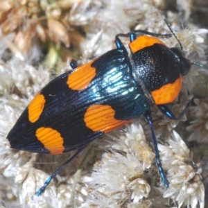 Castiarina erythromelas at Kosciuszko National Park, NSW - 22 Feb 2020