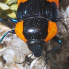 Castiarina erythromelas at Kosciuszko National Park, NSW - 22 Feb 2020