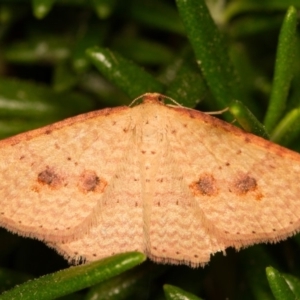 Epicyme rubropunctaria at Melba, ACT - 10 Oct 2014 02:22 PM