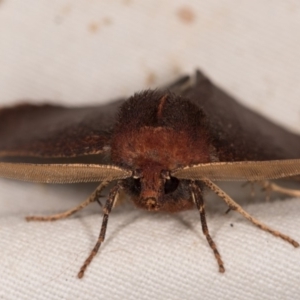 Fisera undescribed species nr belidearia at Paddys River, ACT - 9 May 2018