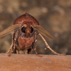 Fisera undescribed species nr belidearia at Paddys River, ACT - 9 May 2018