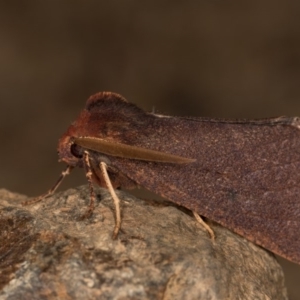 Fisera undescribed species nr belidearia at Paddys River, ACT - 9 May 2018