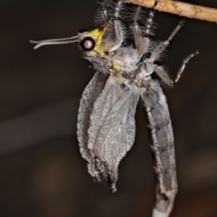 Heoclisis fundata (Antlion lacewing) at Ainslie, ACT - 12 Feb 2020 by kdm