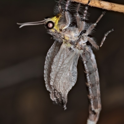 Heoclisis fundata (Antlion lacewing) at Mount Ainslie - 12 Feb 2020 by kdm