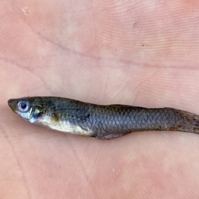 Gambusia holbrooki (Gambusia, Plague minnow, Mosquito fish) at Banksia Street Wetland Corridor - 24 Feb 2020 by AndrewCB