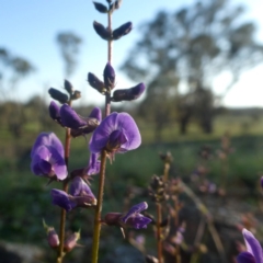 Glycine tabacina (Variable Glycine) at Wandiyali-Environa Conservation Area - 24 Feb 2020 by Wandiyali