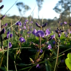 Glycine tabacina at Googong, NSW - 25 Feb 2020