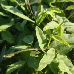 Glycine tabacina at Googong, NSW - 25 Feb 2020