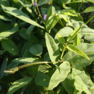 Glycine tabacina at Googong, NSW - 25 Feb 2020