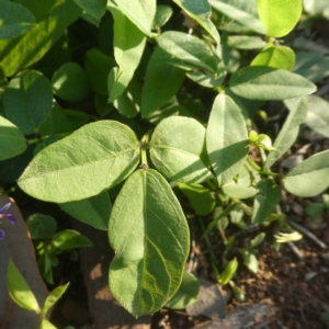 Glycine tabacina at Googong, NSW - 25 Feb 2020