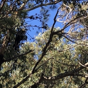 Calyptorhynchus lathami lathami at Cunjurong Point, NSW - suppressed