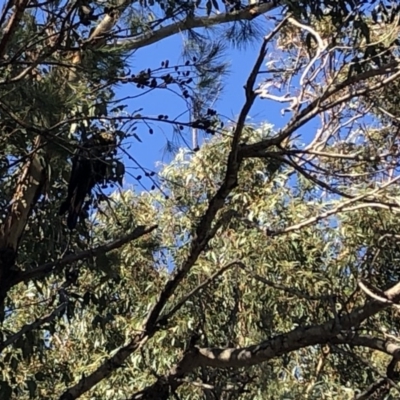 Calyptorhynchus lathami lathami (Glossy Black-Cockatoo) at Cunjurong Point, NSW - 24 Feb 2020 by Tanya