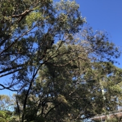 Calyptorhynchus lathami lathami at Cunjurong Point, NSW - suppressed