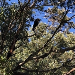 Calyptorhynchus lathami lathami at Cunjurong Point, NSW - 25 Feb 2020