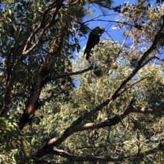 Calyptorhynchus lathami lathami at Cunjurong Point, NSW - 25 Feb 2020