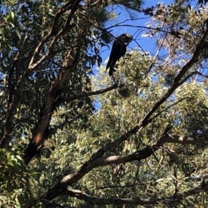 Calyptorhynchus lathami lathami at Cunjurong Point, NSW - suppressed