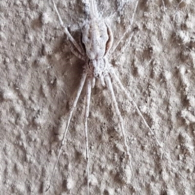 Tamopsis sp. (genus) (Two-tailed spider) at Ainslie, ACT - 22 Dec 2019 by trevorpreston
