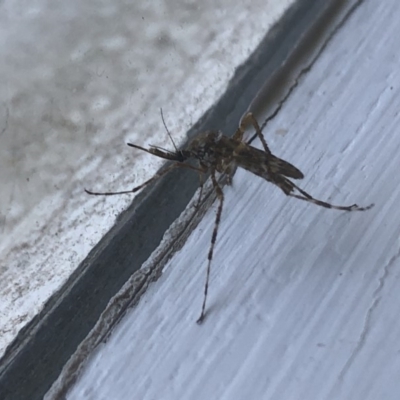 Aedes (Mucidus) alternans (Hexham Grey) at Cunjurong Point, NSW - 25 Feb 2020 by Tanya