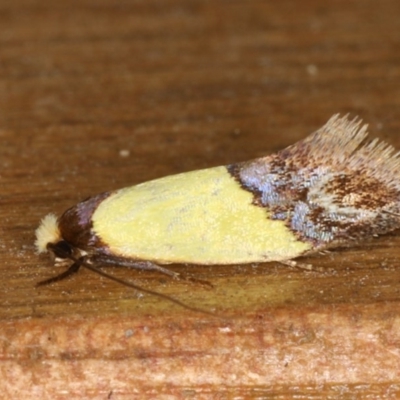 Edosa xystidophora (Tineid moth) at Ainslie, ACT - 16 Feb 2020 by jb2602