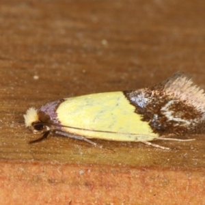 Edosa xystidophora at Ainslie, ACT - 16 Feb 2020