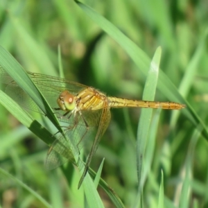 Diplacodes bipunctata at Coree, ACT - 25 Feb 2020