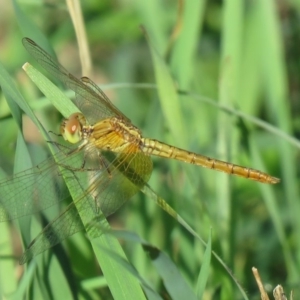 Diplacodes bipunctata at Coree, ACT - 25 Feb 2020