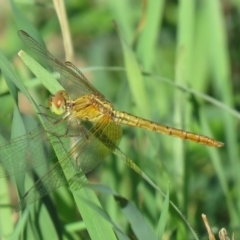 Diplacodes bipunctata at Coree, ACT - 25 Feb 2020