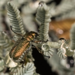 Diphucephala sp. (genus) (Green Scarab Beetle) at Bimberi Nature Reserve - 7 Feb 2019 by kasiaaus
