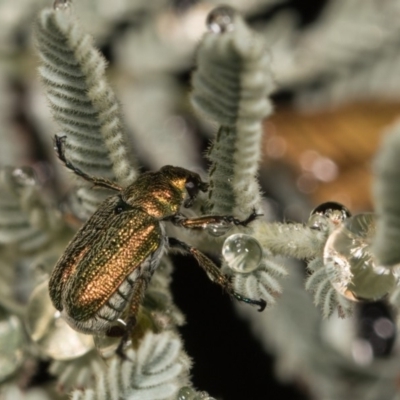 Diphucephala sp. (genus) (Green Scarab Beetle) at Bimberi Nature Reserve - 7 Feb 2019 by kasiaaus