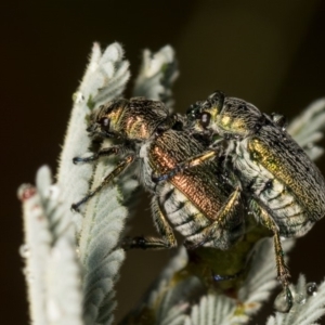 Diphucephala sp. (genus) at Cotter River, ACT - 7 Feb 2019 08:01 PM