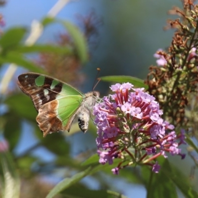 Graphium macleayanum (Macleay's Swallowtail) at Quaama, NSW - 25 Feb 2020 by FionaG