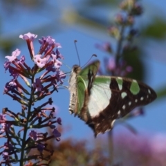 Graphium macleayanum at Quaama, NSW - 25 Feb 2020