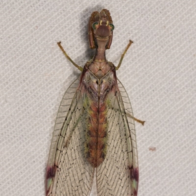 Mantispidae (family) (Unidentified mantisfly) at Bimberi Nature Reserve - 7 Feb 2019 by kasiaaus