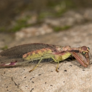 Mantispidae (family) at Cotter River, ACT - 7 Feb 2019 09:29 PM