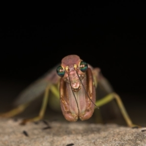 Mantispidae (family) at Cotter River, ACT - 7 Feb 2019 09:29 PM