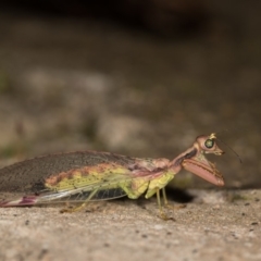 Mantispidae (family) at Cotter River, ACT - 7 Feb 2019 09:29 PM