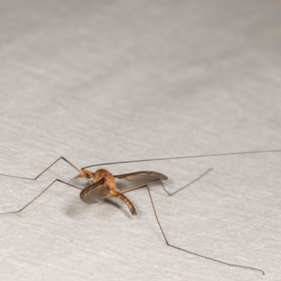 Leptotarsus (Macromastix) sp. (genus & subgenus) (Unidentified Macromastix crane fly) at Cotter River, ACT - 7 Feb 2019 by kasiaaus
