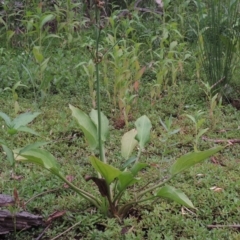 Alisma plantago-aquatica (Water Plantain) at Point Hut to Tharwa - 21 Dec 2019 by michaelb