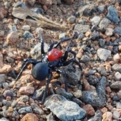 Missulena occatoria (Red-headed Mouse Spider) at Wallaroo, NSW - 13 May 2018 by trevorpreston