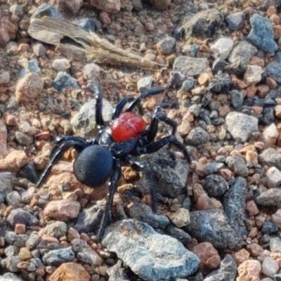 Missulena occatoria (Red-headed Mouse Spider) at Wallaroo, NSW - 13 May 2018 by trevorpreston