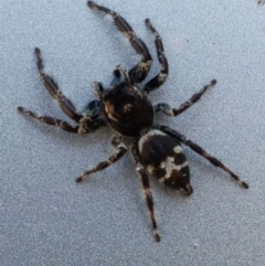 Sandalodes superbus (Ludicra Jumping Spider) at Bruce, ACT - 11 Mar 2018 by trevorpreston