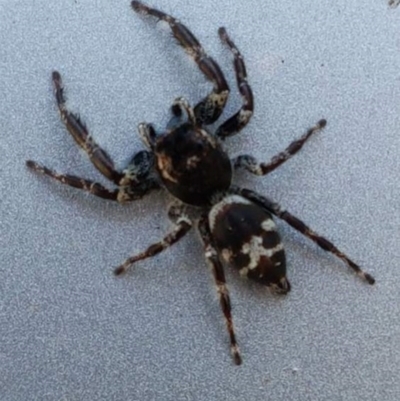 Sandalodes superbus (Ludicra Jumping Spider) at Bruce, ACT - 11 Mar 2018 by trevorpreston