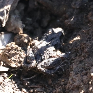 Crinia sp. (genus) at Majura, ACT - 16 Feb 2020