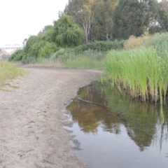 Typha sp. (Cumbungi) at Tharwa, ACT - 19 Dec 2019 by michaelb