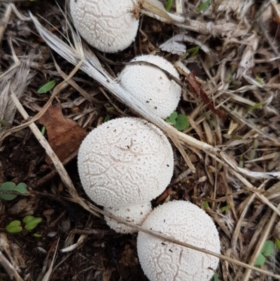 zz puffball at Lyneham, ACT - 12 Feb 2020 by trevorpreston