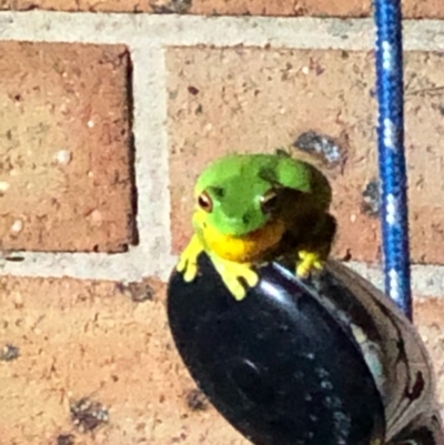 Litoria chloris (Red-eyed Tree Frog) at Bangalee, NSW - 17 Feb 2020 by DarrenO