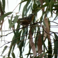 Pardalotus punctatus (Spotted Pardalote) at Red Hill Nature Reserve - 24 Feb 2020 by Ct1000