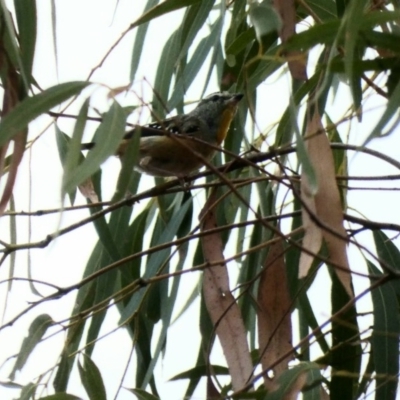 Pardalotus punctatus (Spotted Pardalote) at Deakin, ACT - 24 Feb 2020 by Ct1000