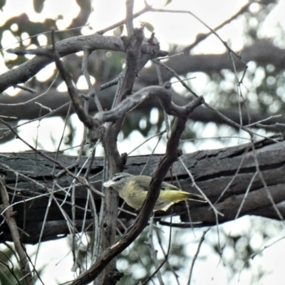 Acanthiza chrysorrhoa (Yellow-rumped Thornbill) at Red Hill Nature Reserve - 24 Feb 2020 by Ct1000