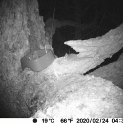 Antechinus sp. (genus) (Unidentified Antechinus) at Bendalong, NSW - 23 Feb 2020 by PatB